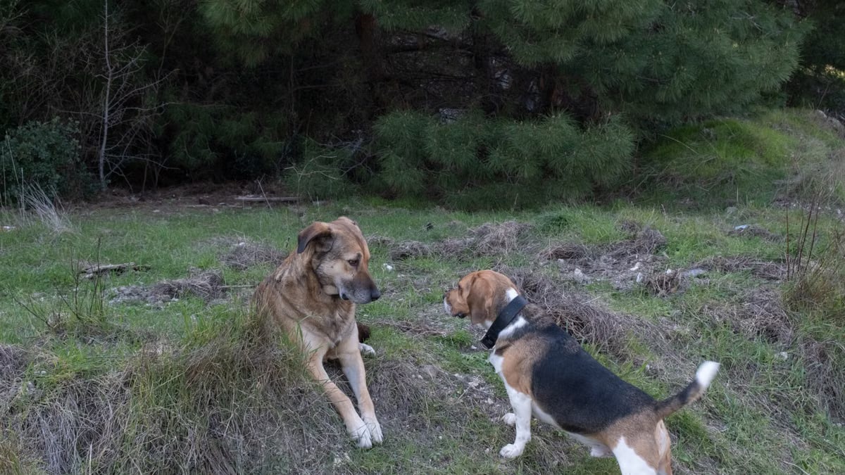 Two dogs interacting in a grassy forest area, a serene scene in İzmir, Türkiye.
